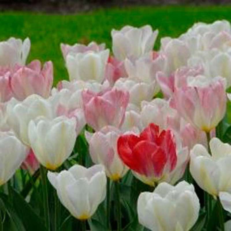 Tulipan 'Flaming Purissima'